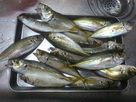 雨のサーフアジング