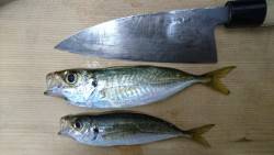 シーバスタックルでサーフアジング