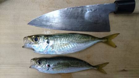 シーバスタックルでサーフアジング