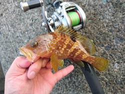 ゴロタで根魚狙い