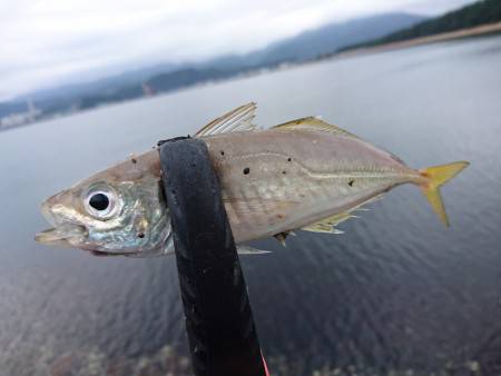 海水浴場アジング(￣▽￣)