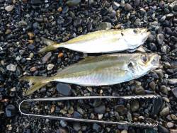 サーフアジングでもチーバス入れ食い