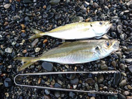 サーフアジングでもチーバス入れ食い