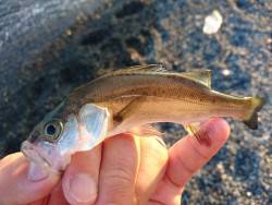 ライトゲームで根魚・セイゴ