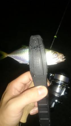 アジング釣行記