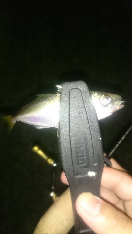 アジング釣行記