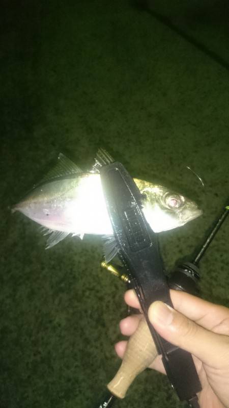 アジング釣行記