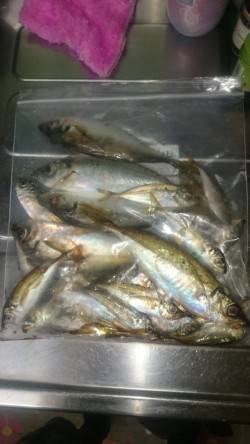 アジング釣行記