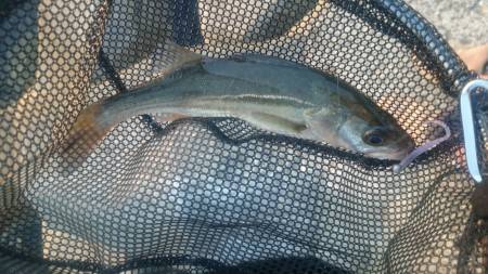 アジング釣行記