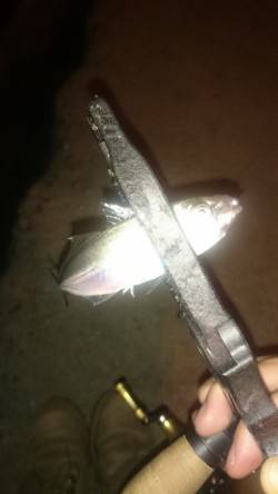 アジング釣行記