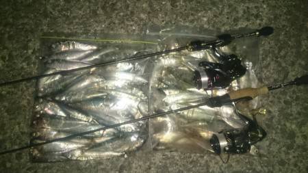 サバング釣行記