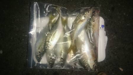 アジング釣行記