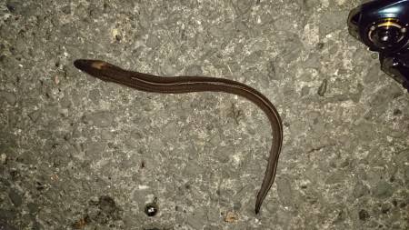 ゆったり夜釣り