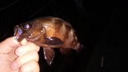 アジングでしたがダメでしたが。。貴重な1匹をゲット