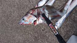 タッチョの試練