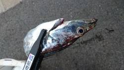 タチウオの連休