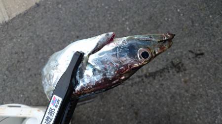 タチウオの連休