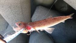 サーべリング調査