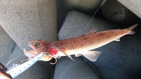 サーべリング調査