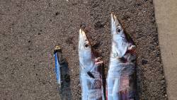 やっとのタッチョ