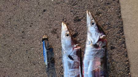 やっとのタッチョ