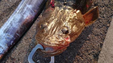 マゴチ GETだぜ！