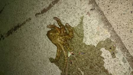 深夜のたこつり