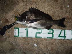 今年、初チヌ！