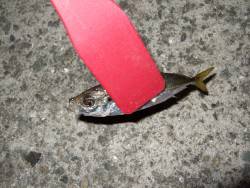 久々のアジング