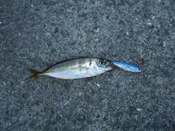 メタルジグで初ゲット