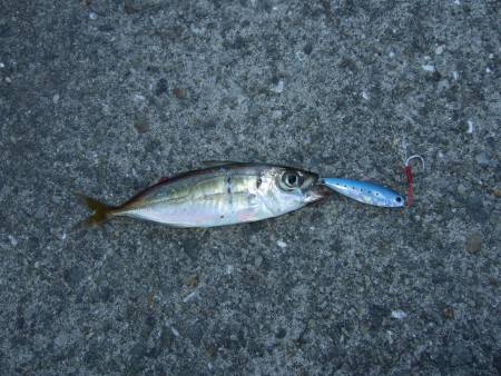 メタルジグで初ゲット