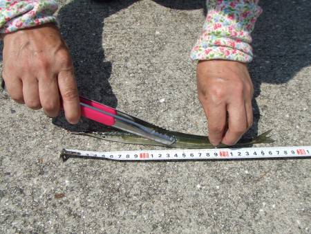 初サヨリも雷には勝てない