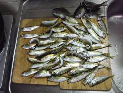 サビキで小アジ入れ食い&夜の大サバ狙い