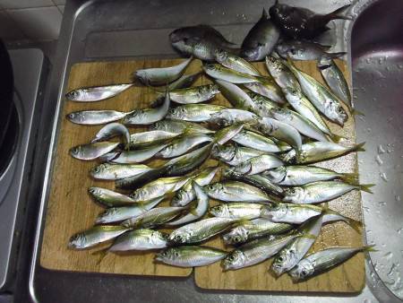 サビキで小アジ入れ食い＆夜の大サバ狙い