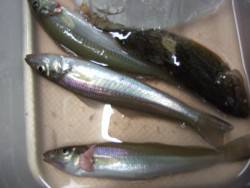 キス釣りに珍客。