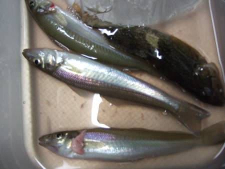 キス釣りに珍客。