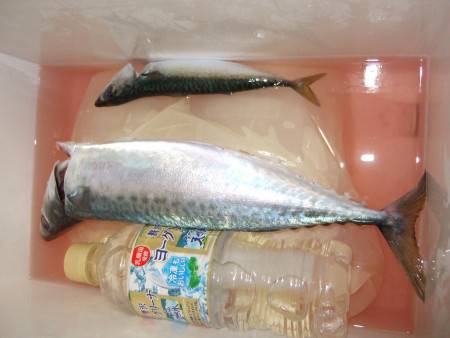 大サバは釣れるか？