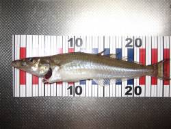 今年最大のキスは２６㎝。