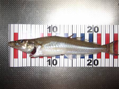 今年最大のキスは２６㎝。