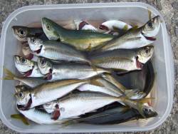 アジ　あじ　鯵