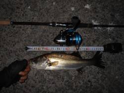 フォール中に反応有り