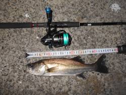 メタルバイブのフルキャストで♪