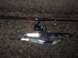 タチウオの群れは少なめか…