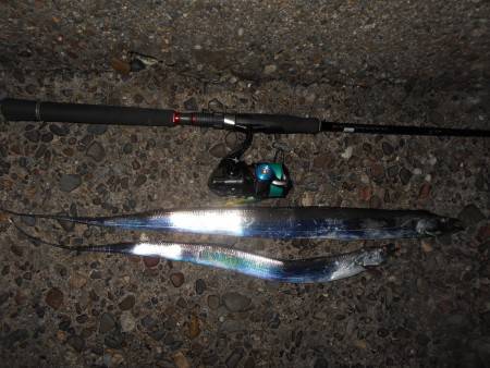 タチウオの群れは少なめか…