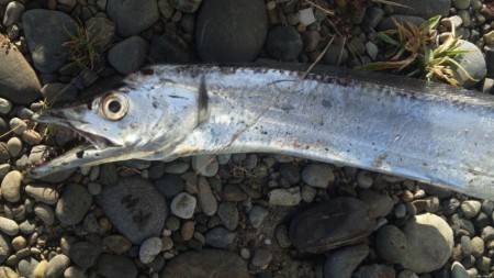 ショアジギング釣行