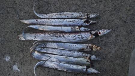 タチウオ　ワインド