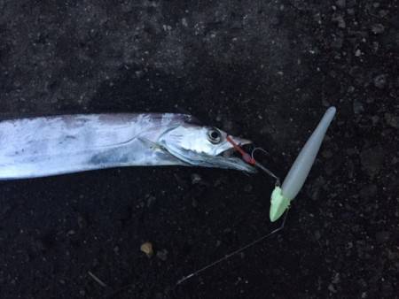 雨の合間に太刀魚ざんまい