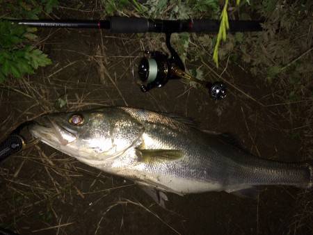 リバーシーバス