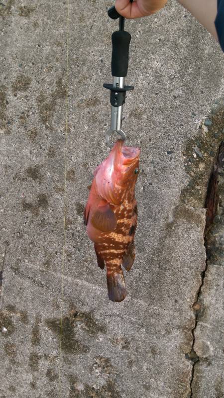 ロックフィッシュ