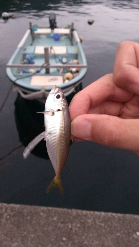 アジング／其の四